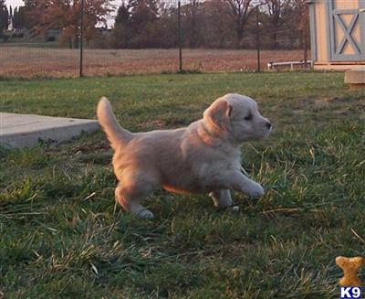 Miniature Goldendoodles CKC Champion Lines
